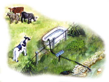 cows in pasture with trough