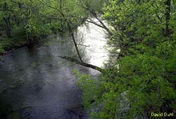 Photo of Conasauga River, Polk County (33084 bytes)
